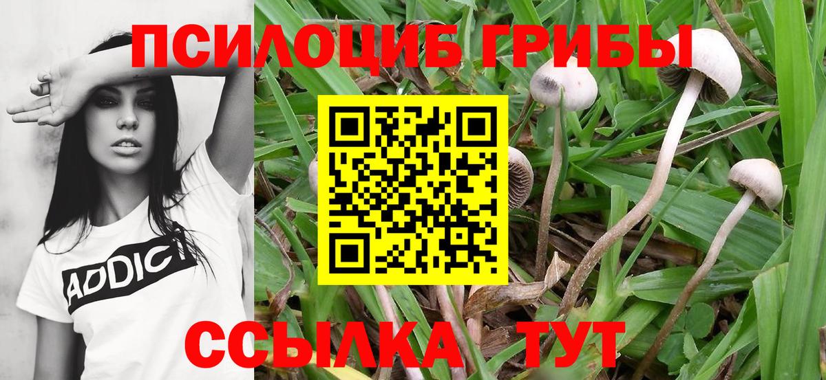 Красноуфимск  Галлюциногенные грибы Psilocybine cubensis  Вход с VPN 
